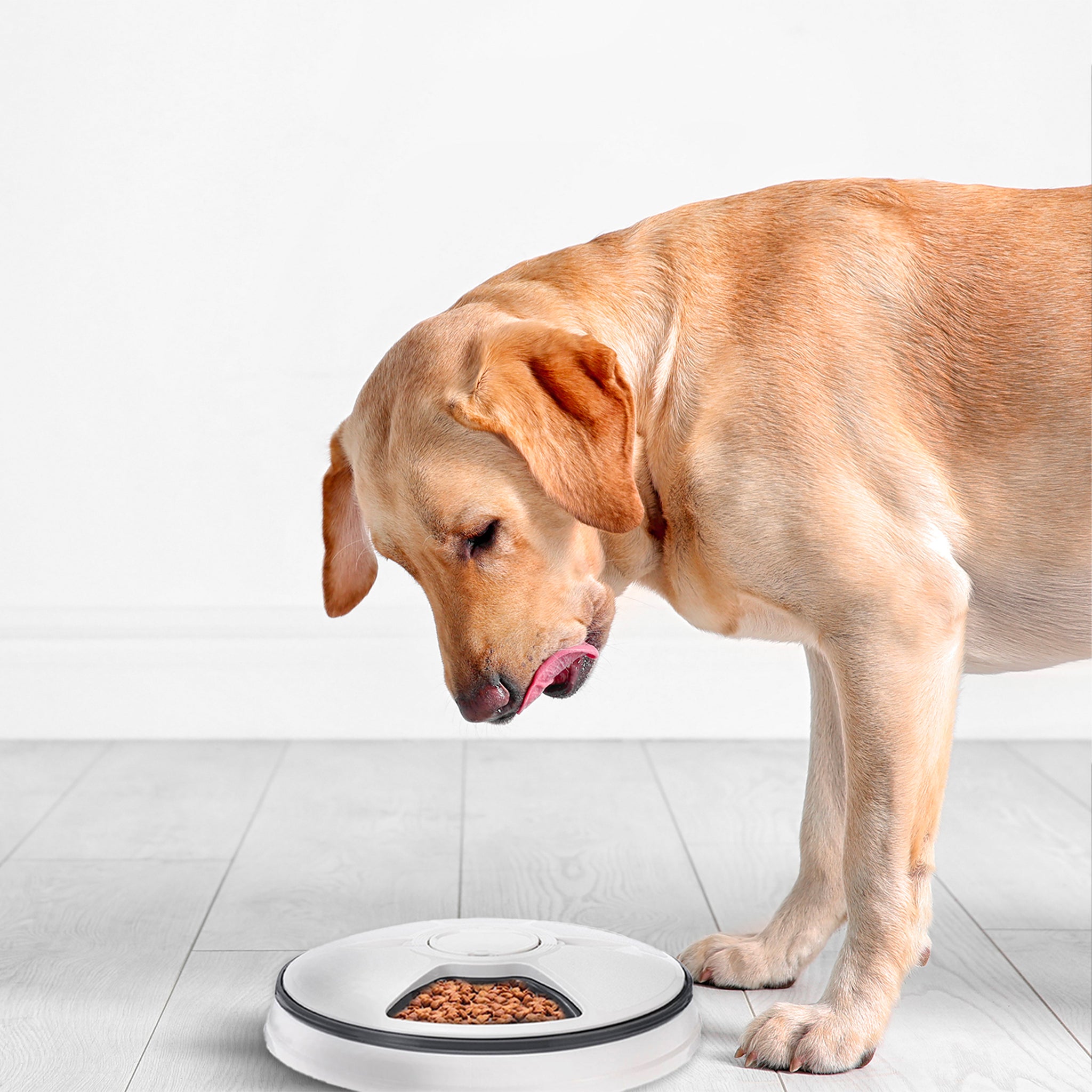 Pet Timed Feeder